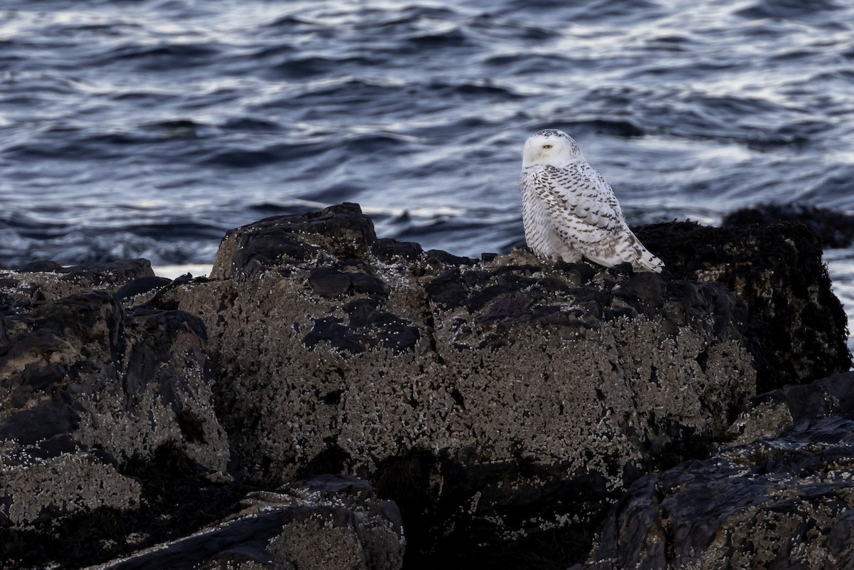 Snowy Owl - ML629131391