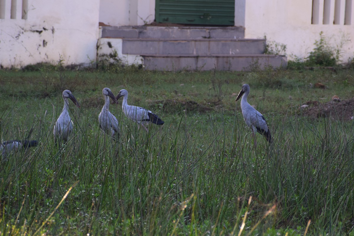 Asian Openbill - ML629131472