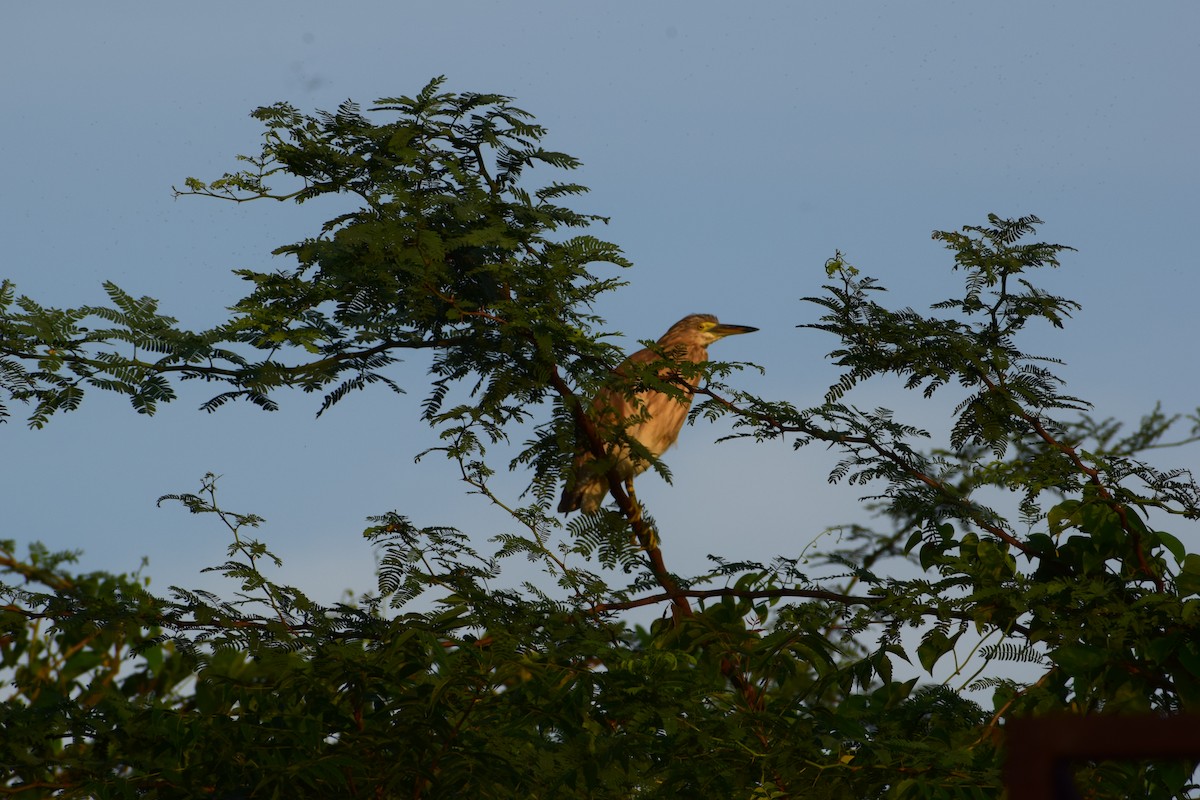 Indian Pond-Heron - ML629131481