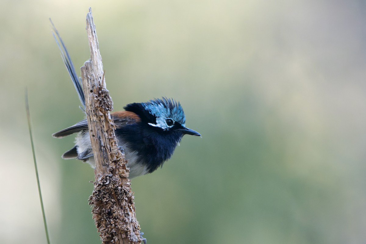 Red-winged Fairywren - ML629131482