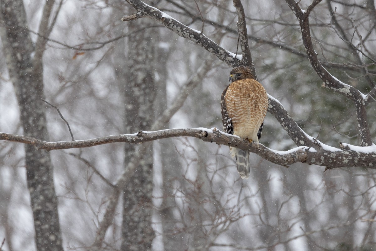 Red-shouldered Hawk - ML629131496