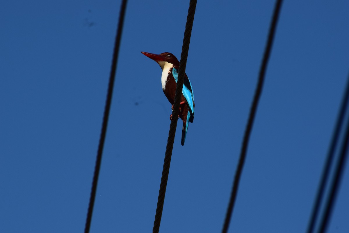 White-throated Kingfisher - ML629131506