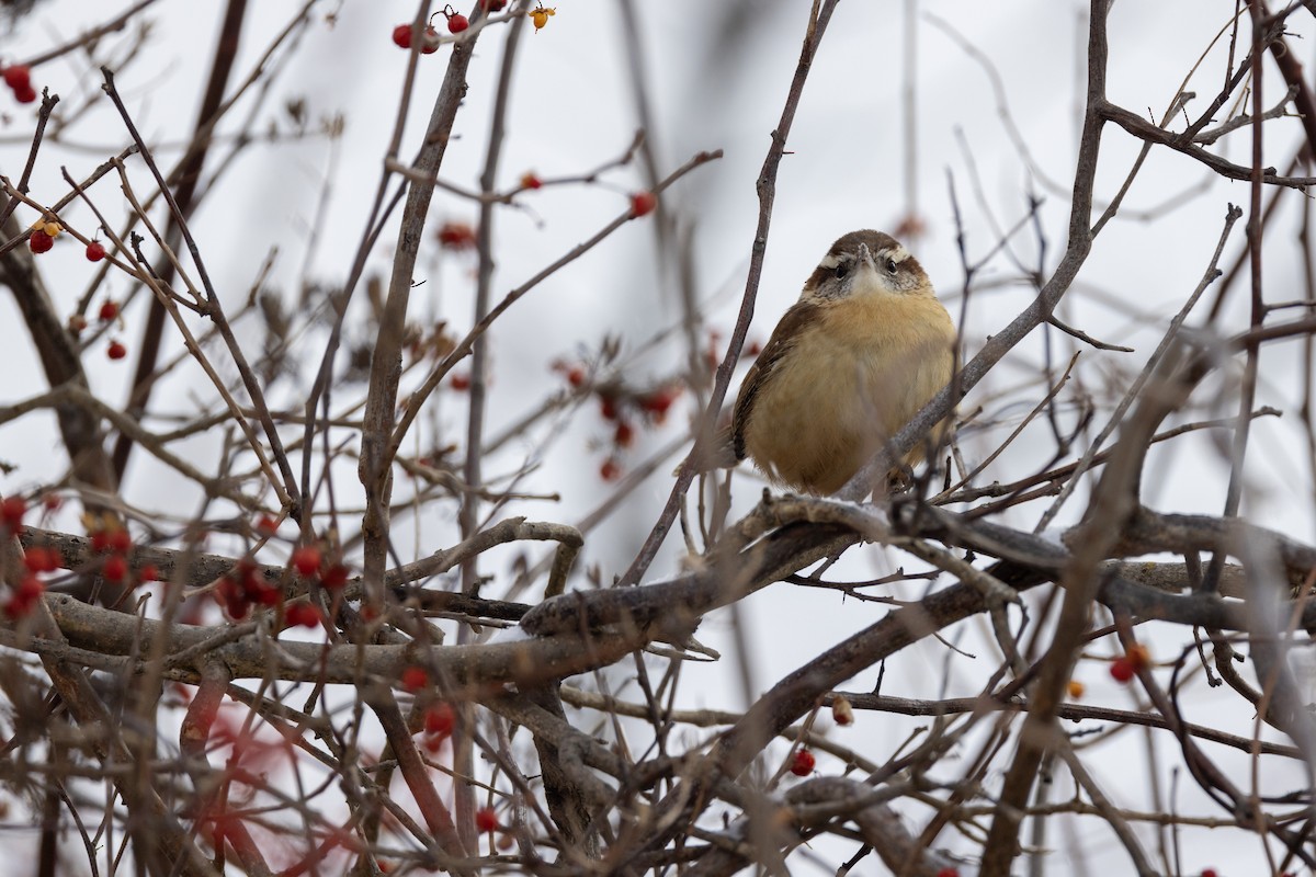 Carolina Wren - ML629131533