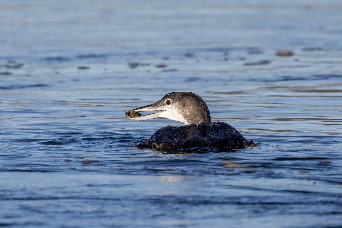 Common Loon - ML629131549