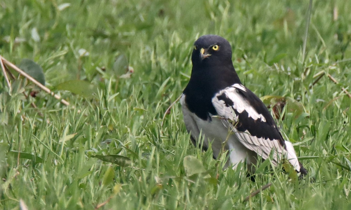 Pied Harrier - ML629131599