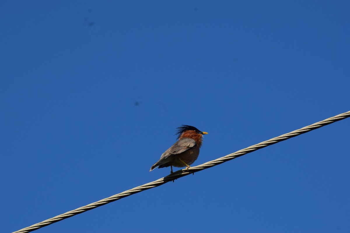 Brahminy Starling - ML629131724
