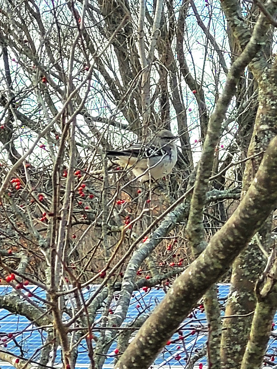 Northern Mockingbird - ML629131725