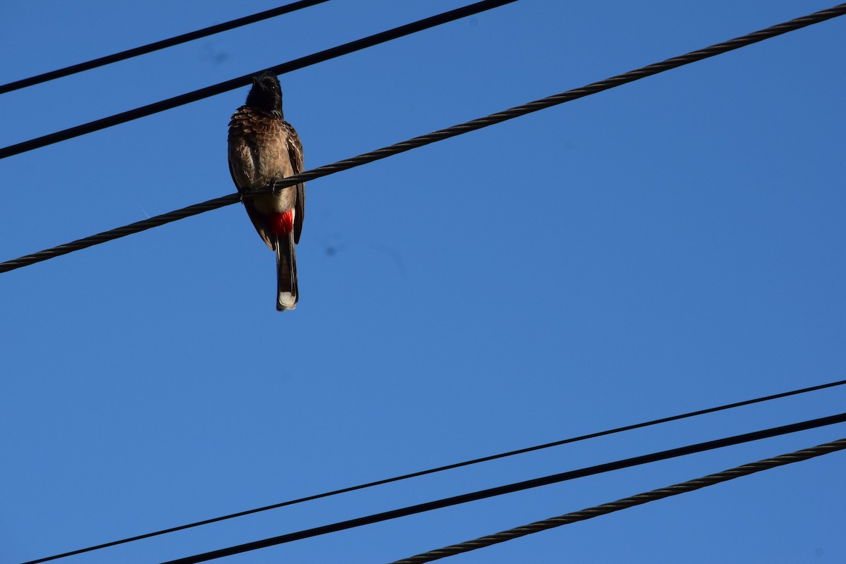 Red-vented Bulbul - ML629131728