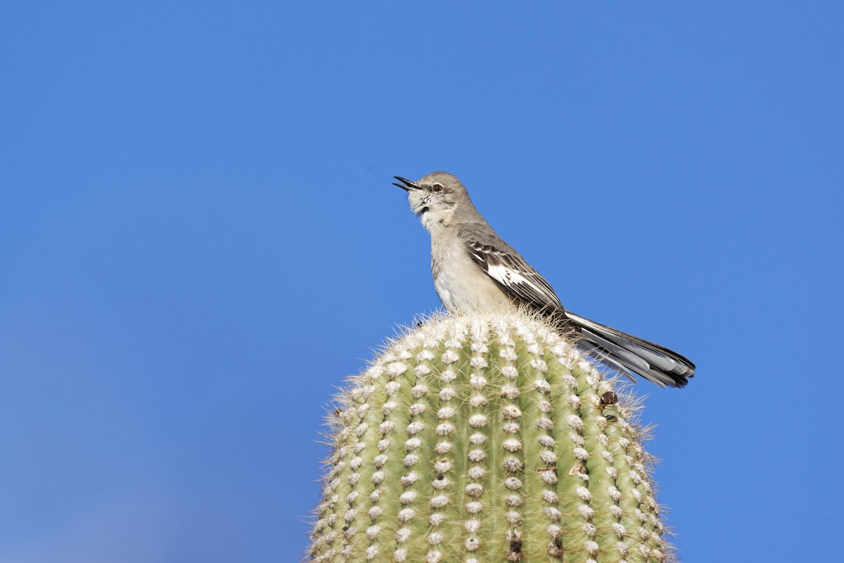 Northern Mockingbird - ML629131876