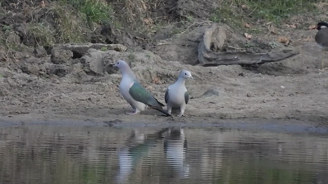 Green Imperial-Pigeon - ML629131878