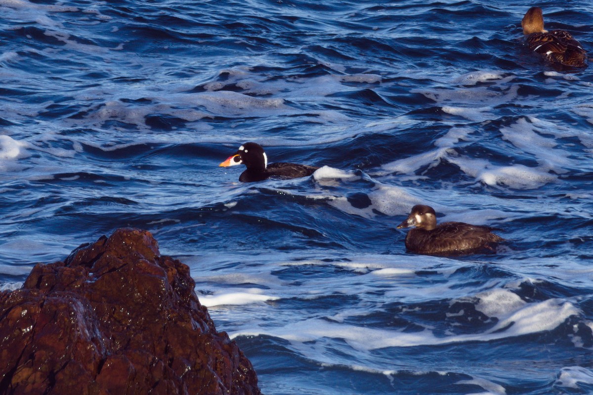 Surf Scoter - ML629131962