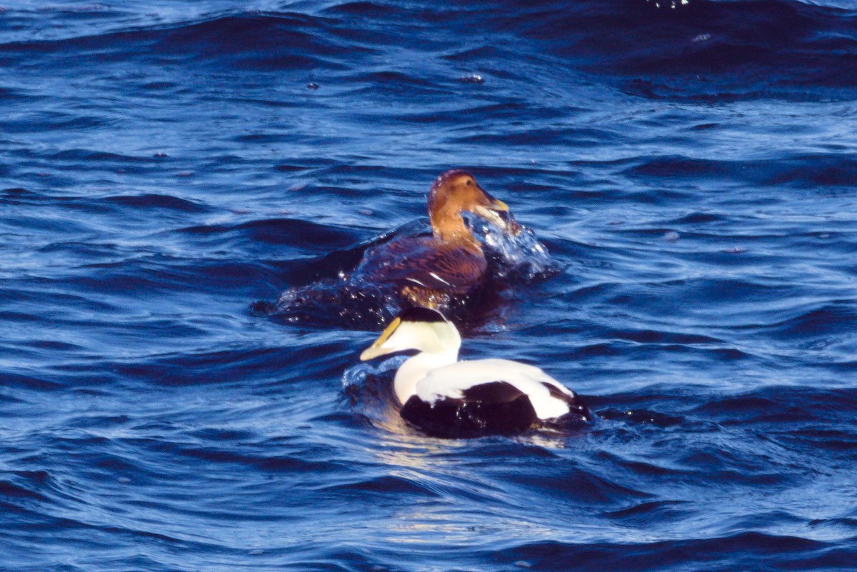 Common Eider - ML629131963