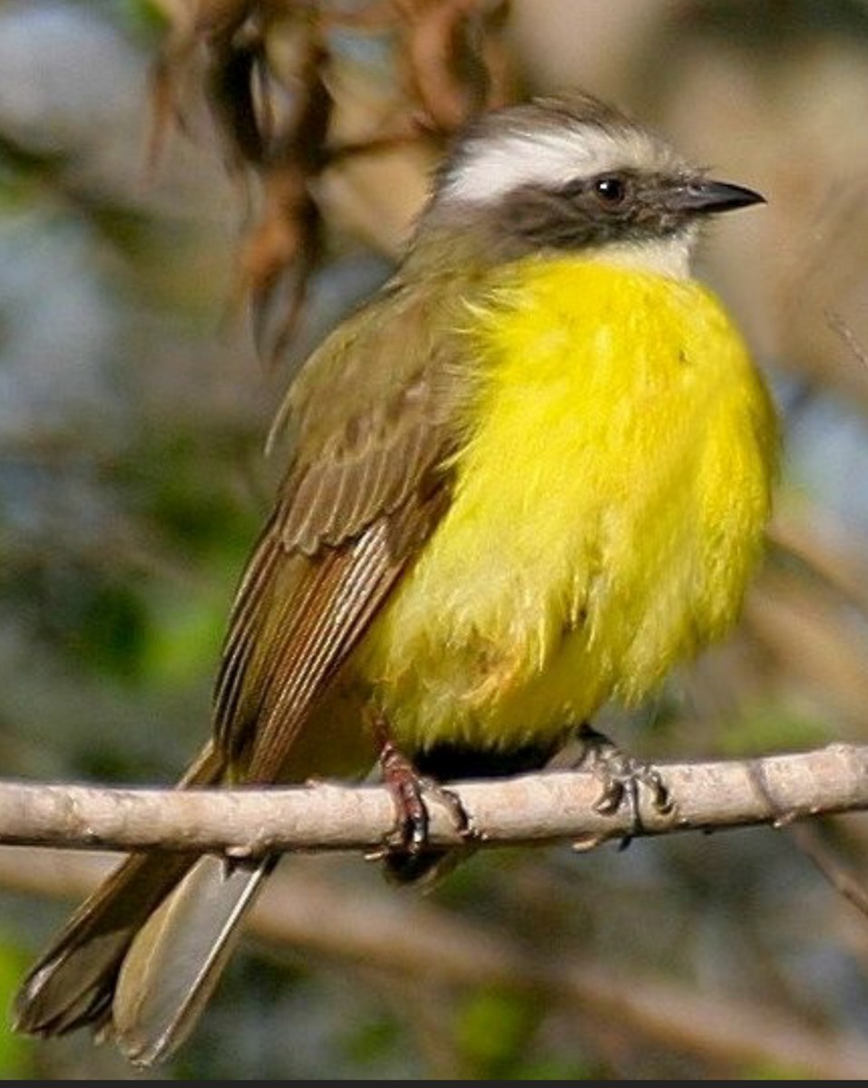 Social Flycatcher - ML629132047