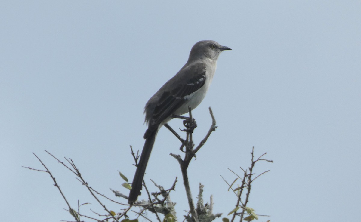 Northern Mockingbird - ML629132081