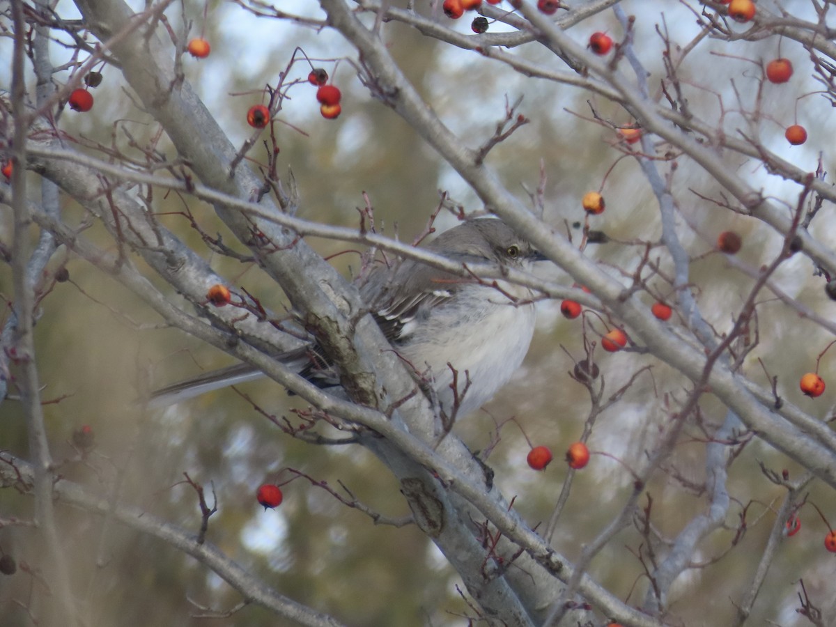 Northern Mockingbird - ML629132115