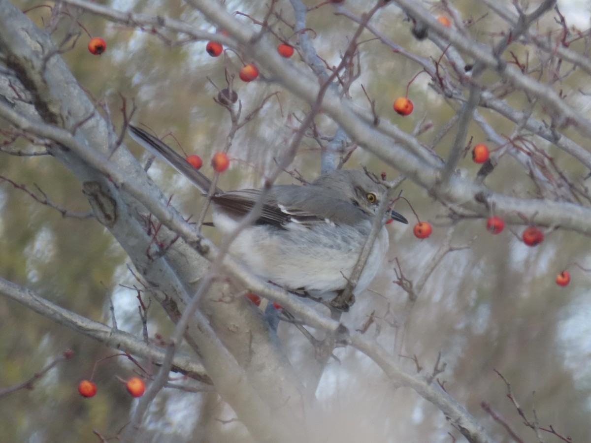 Northern Mockingbird - ML629132116