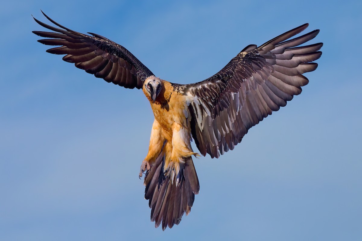 Bearded Vulture - ML629132196