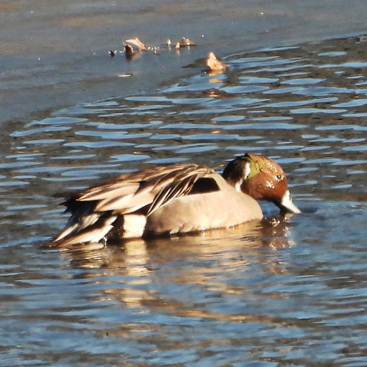 Northern Pintail - ML629132237