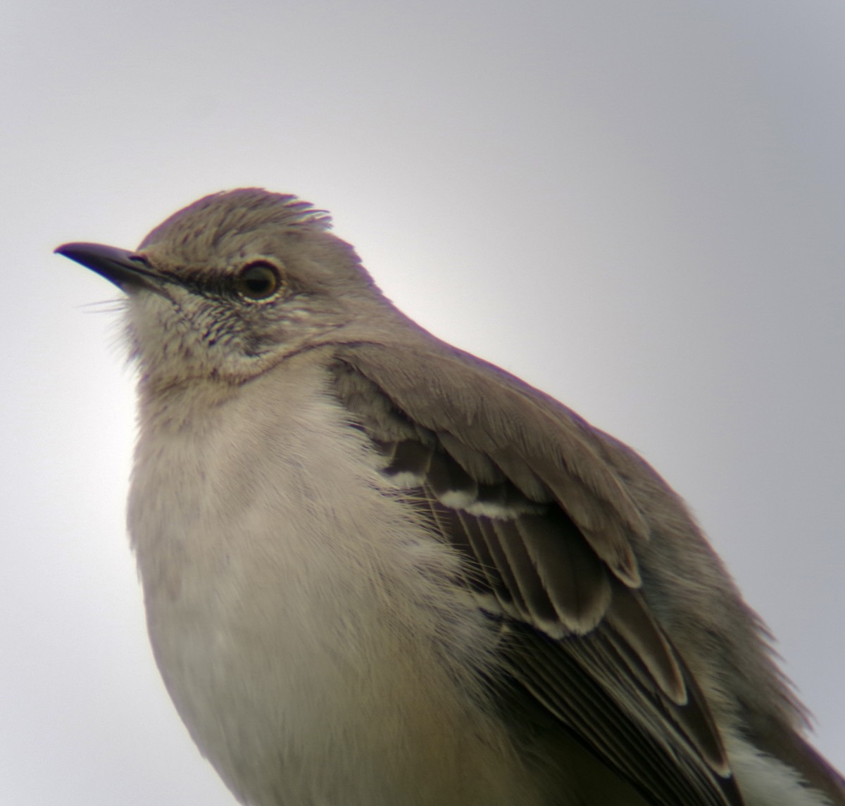 Northern Mockingbird - ML629132287