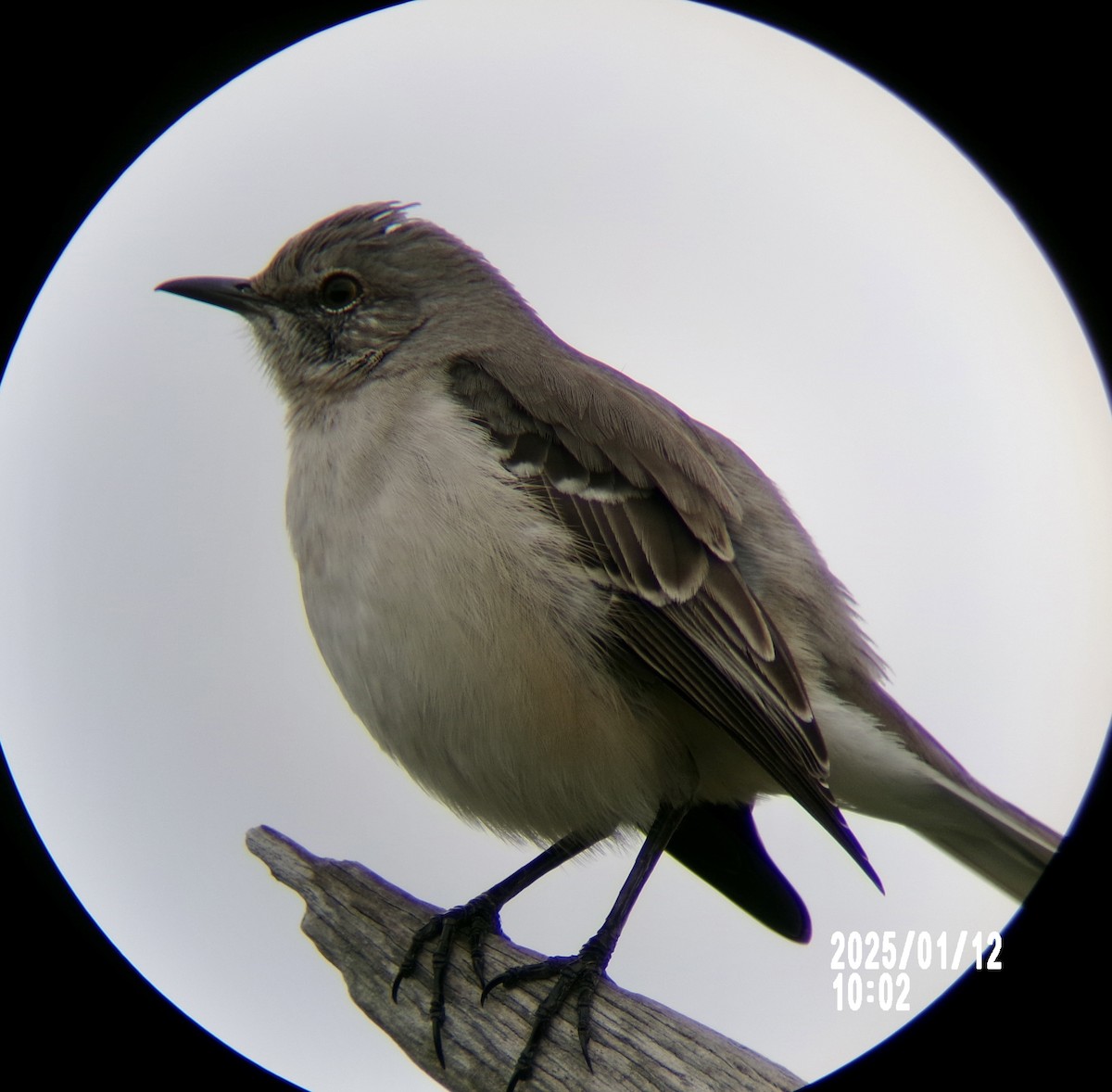 Northern Mockingbird - ML629132288