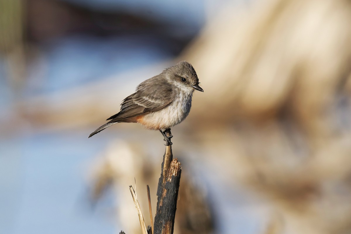 Vermilion Flycatcher - ML629132449