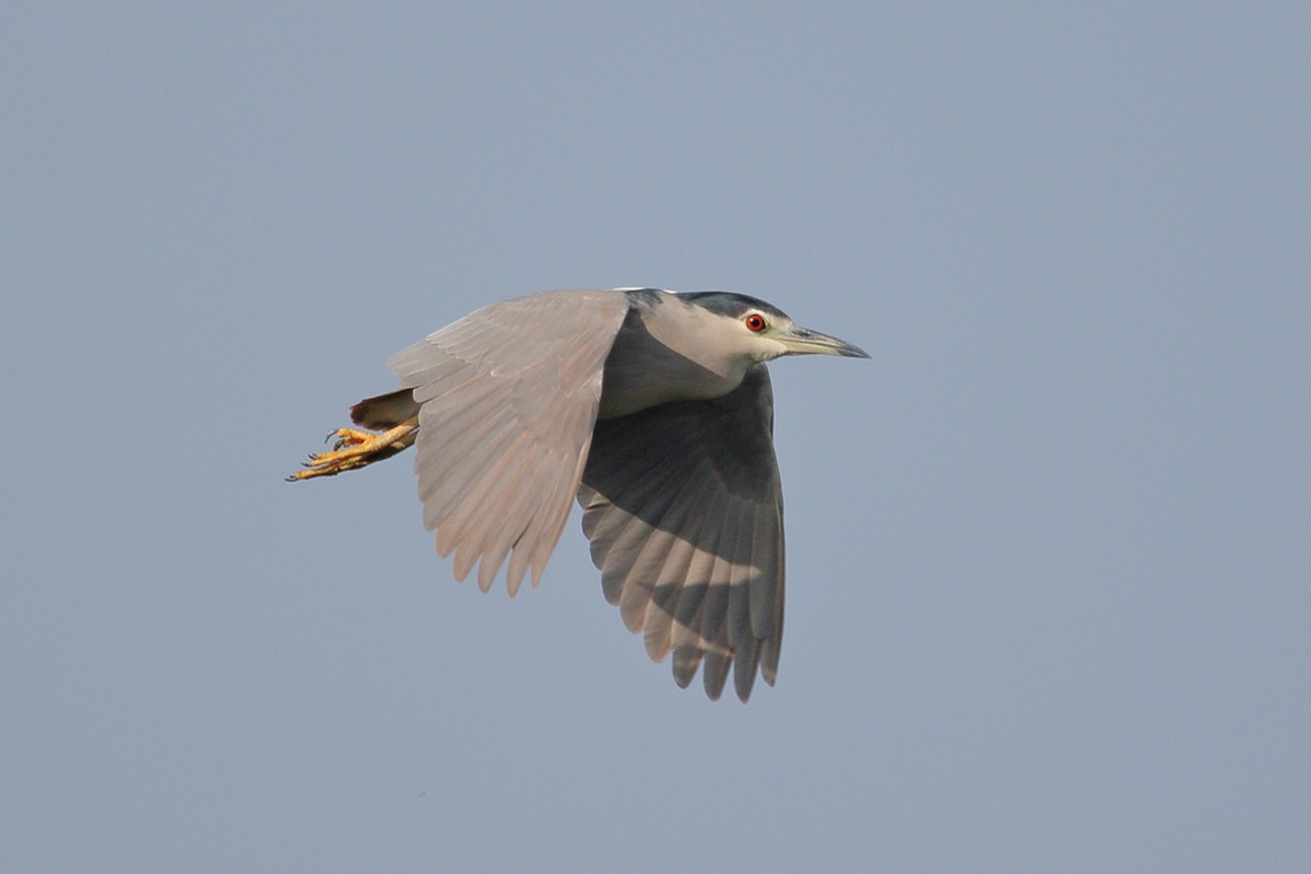 Black-crowned Night Heron - ML629132497