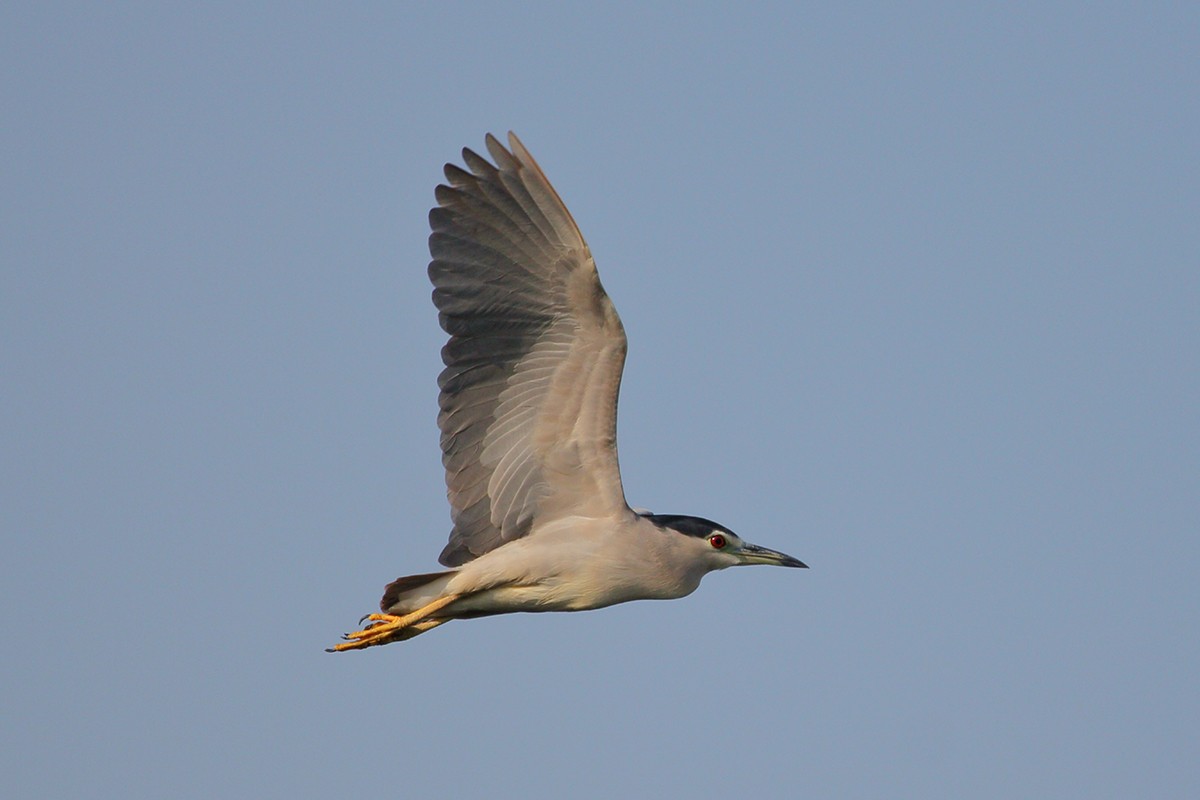 Black-crowned Night Heron - ML629132498