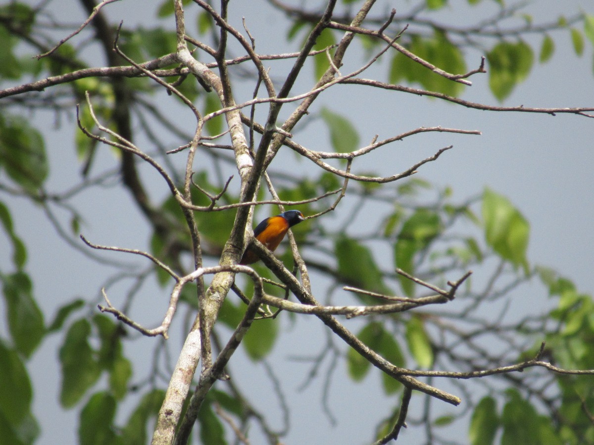 Elegant Euphonia - ML629132600