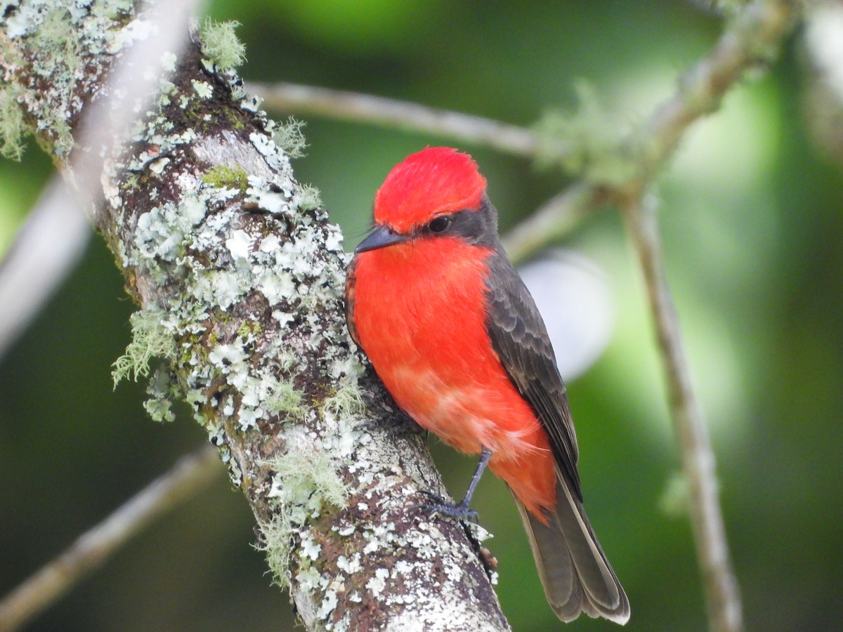 Vermilion Flycatcher - ML629132612