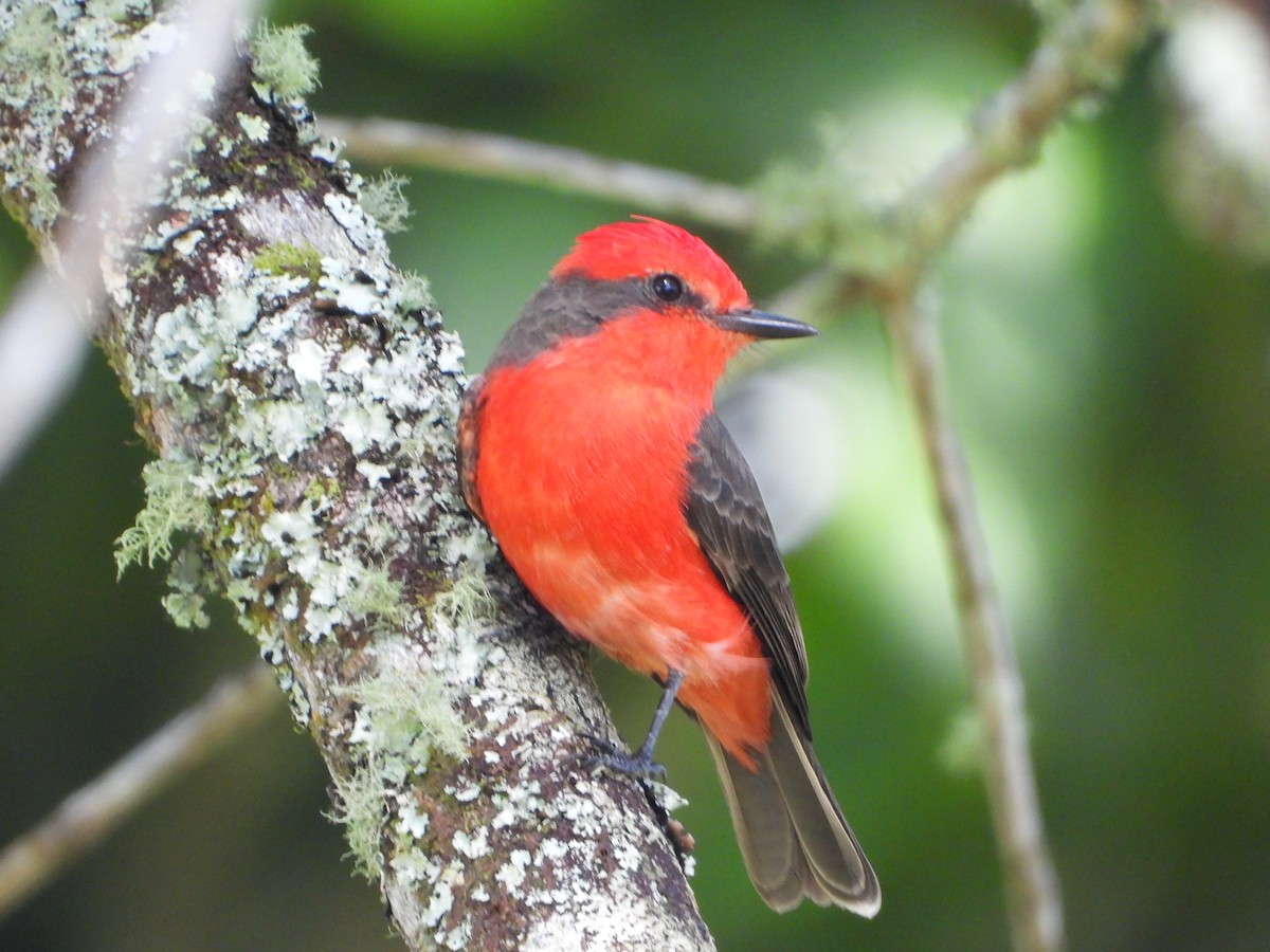 Vermilion Flycatcher - ML629132613