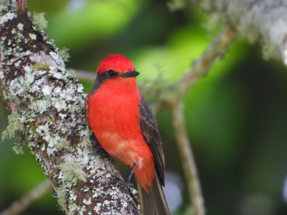 Vermilion Flycatcher - ML629132621