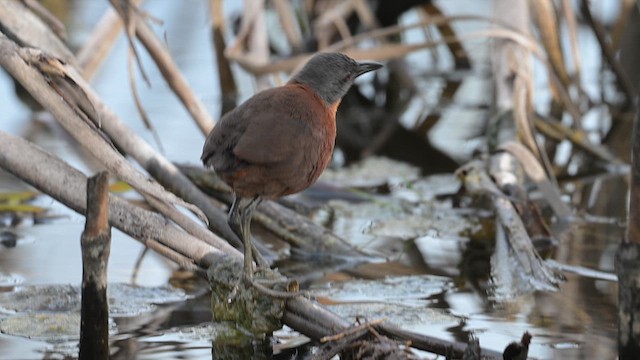 Ruddy Crake - ML629132646