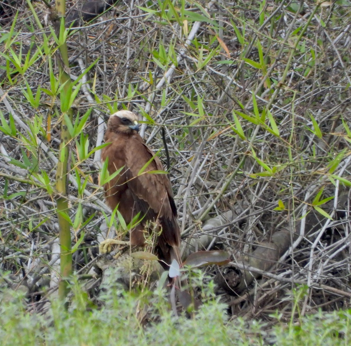 Western Marsh Harrier - ML629132726