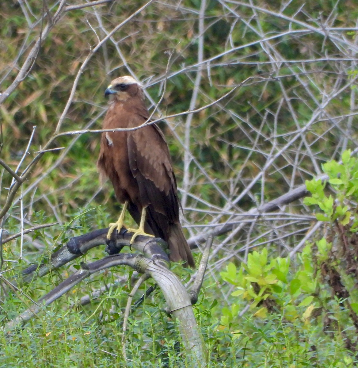 Western Marsh Harrier - ML629132727