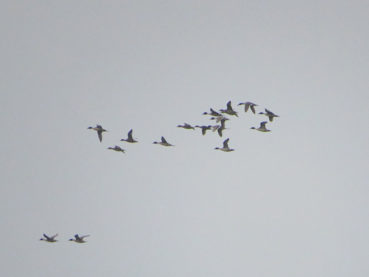 Northern Pintail - ML629132811