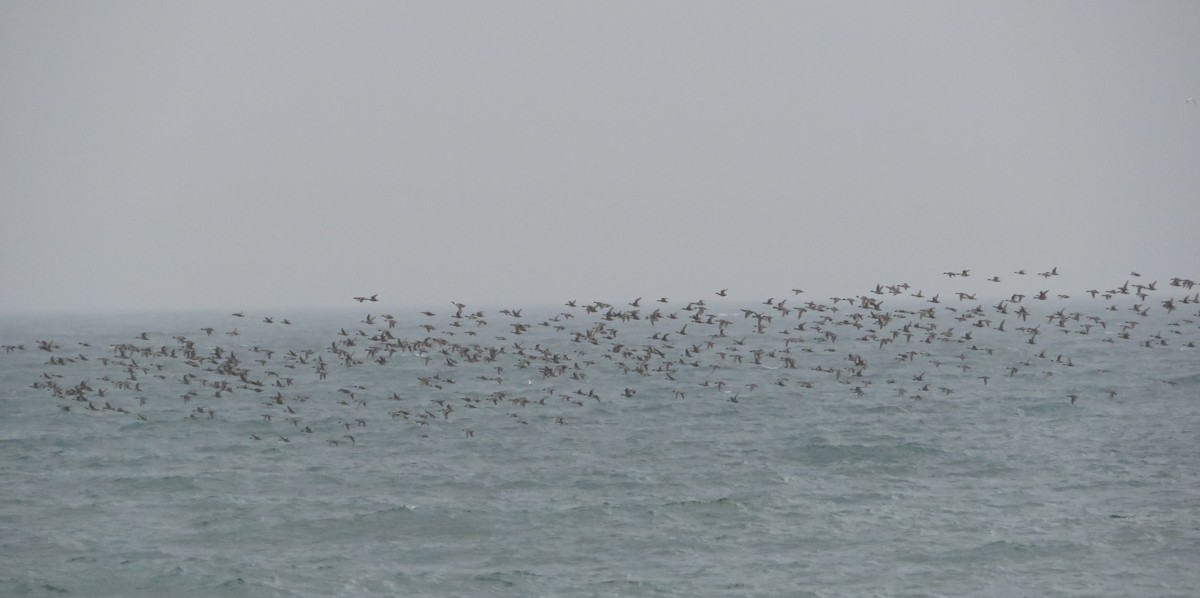 Northern Pintail - ML629132812