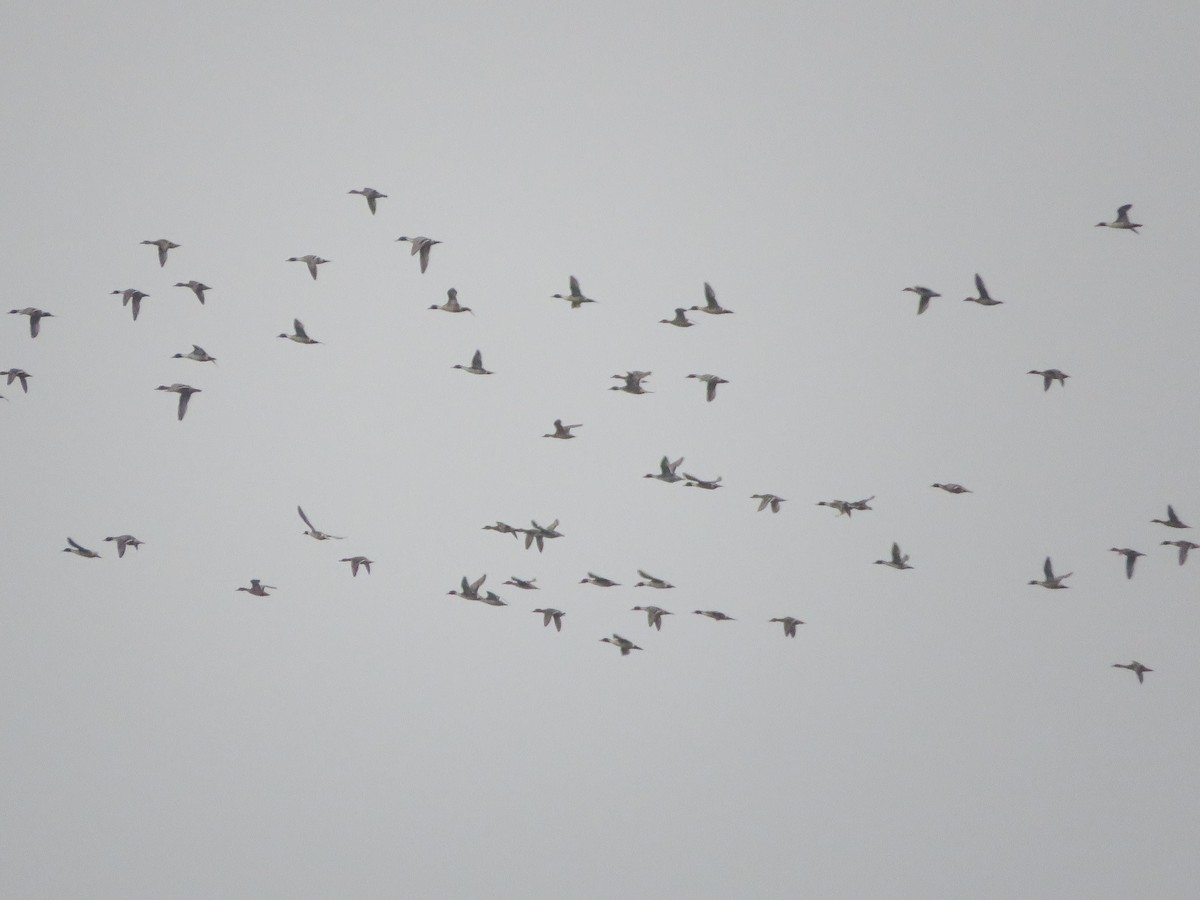 Northern Pintail - ML629132814