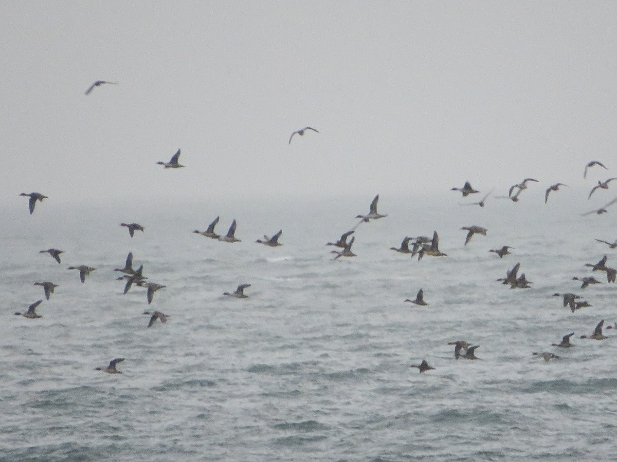 Northern Pintail - ML629132815