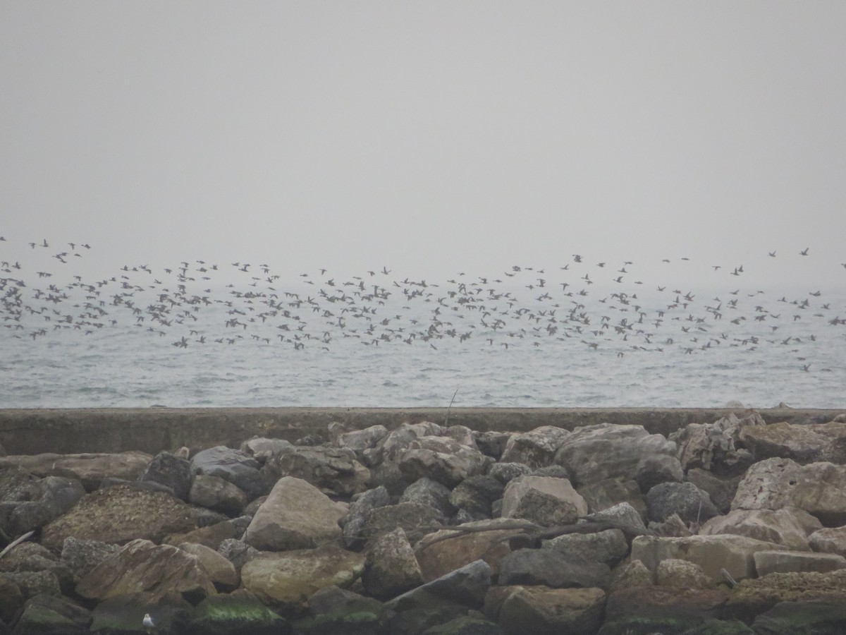 Northern Pintail - ML629132817