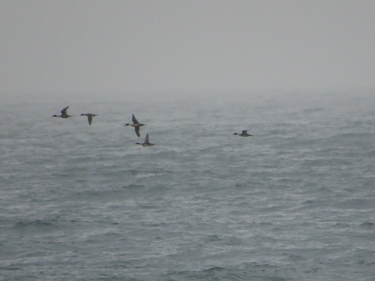 Northern Pintail - ML629132818