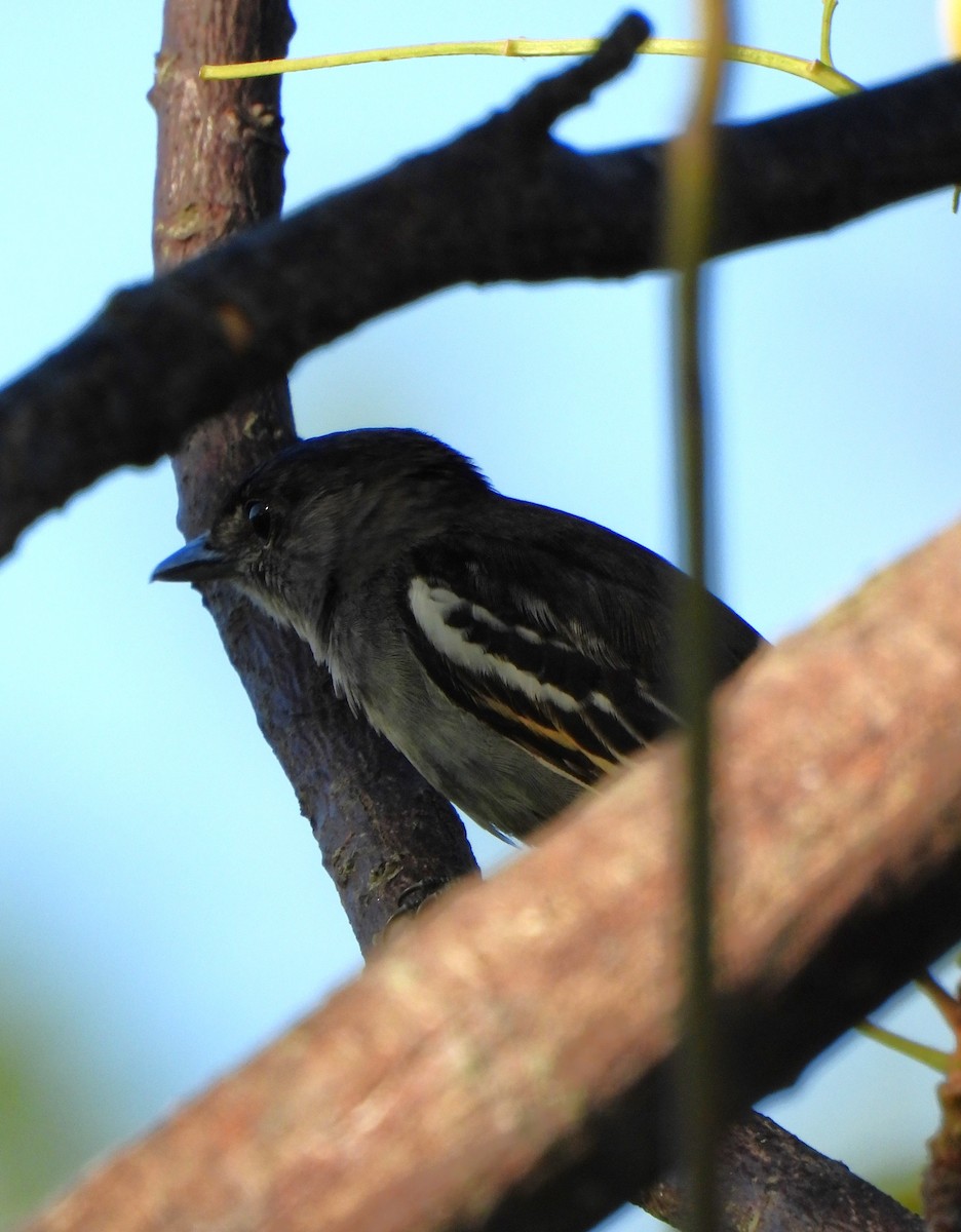 White-winged Becard - ML629132861