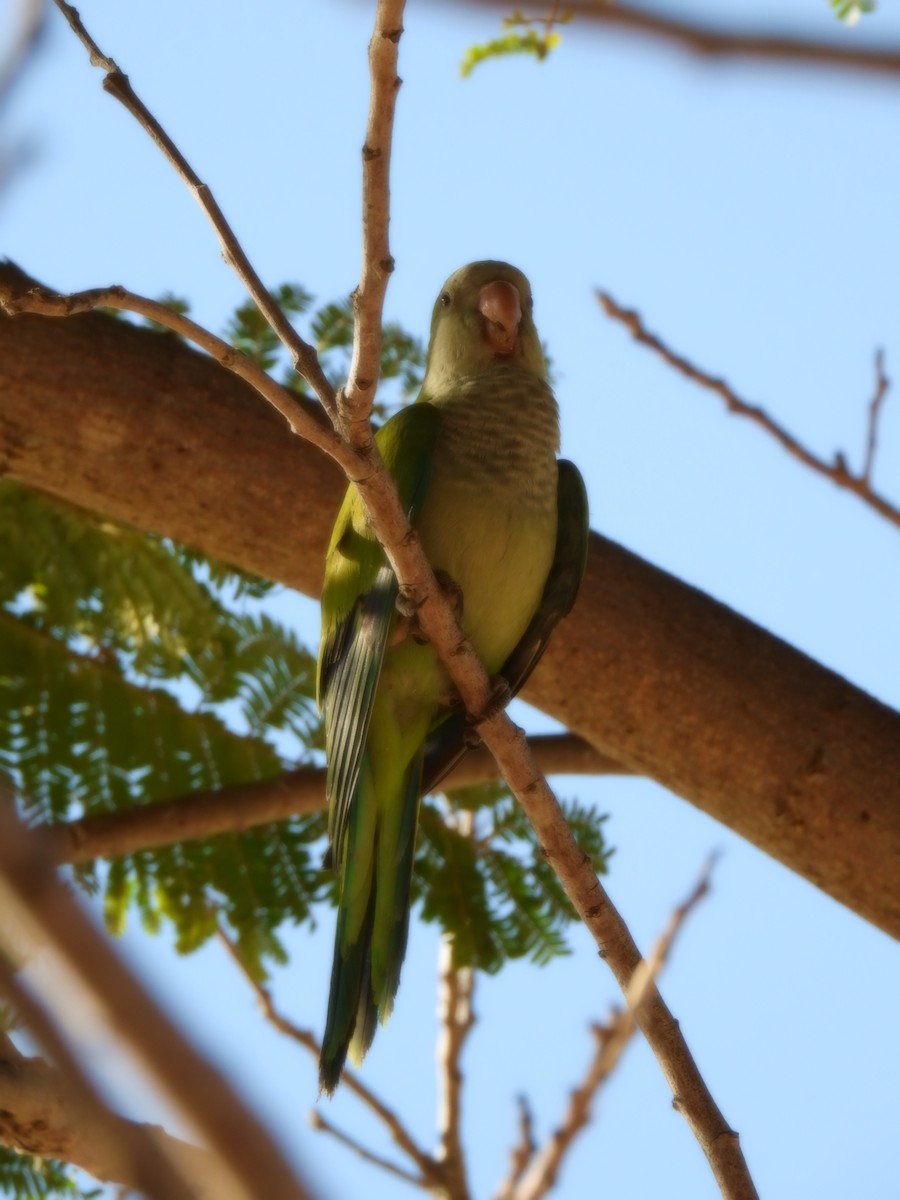 Monk Parakeet - ML629132873