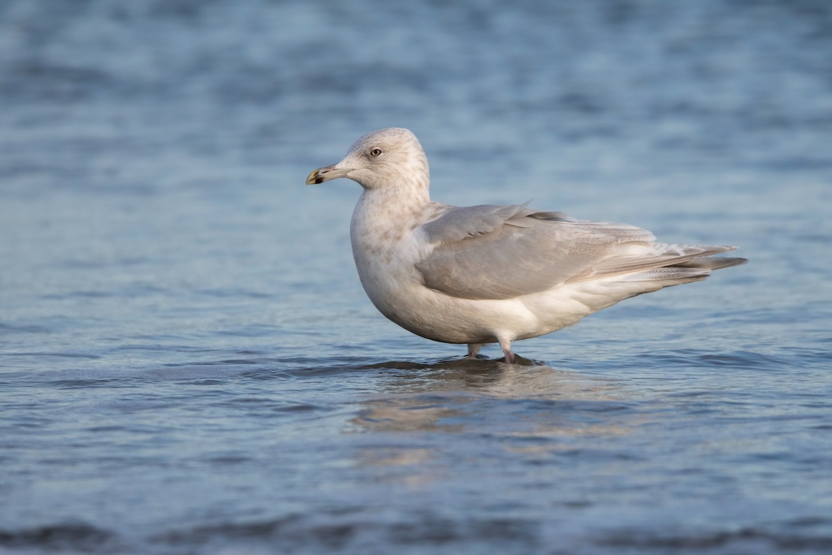 Iceland Gull - ML629132914