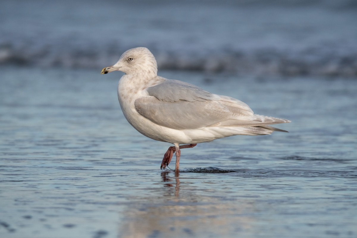 Iceland Gull - ML629132917