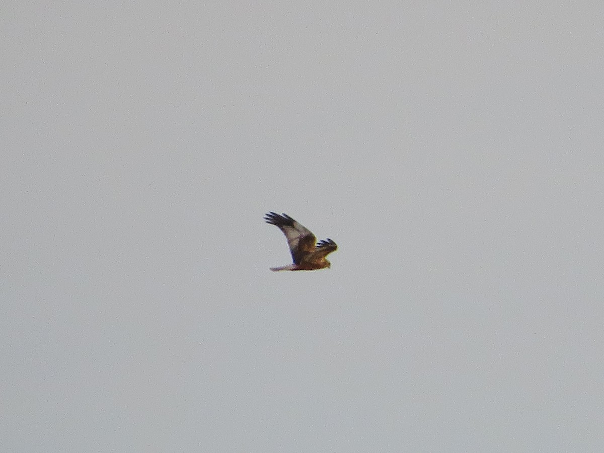 Western Marsh Harrier - ML629132928