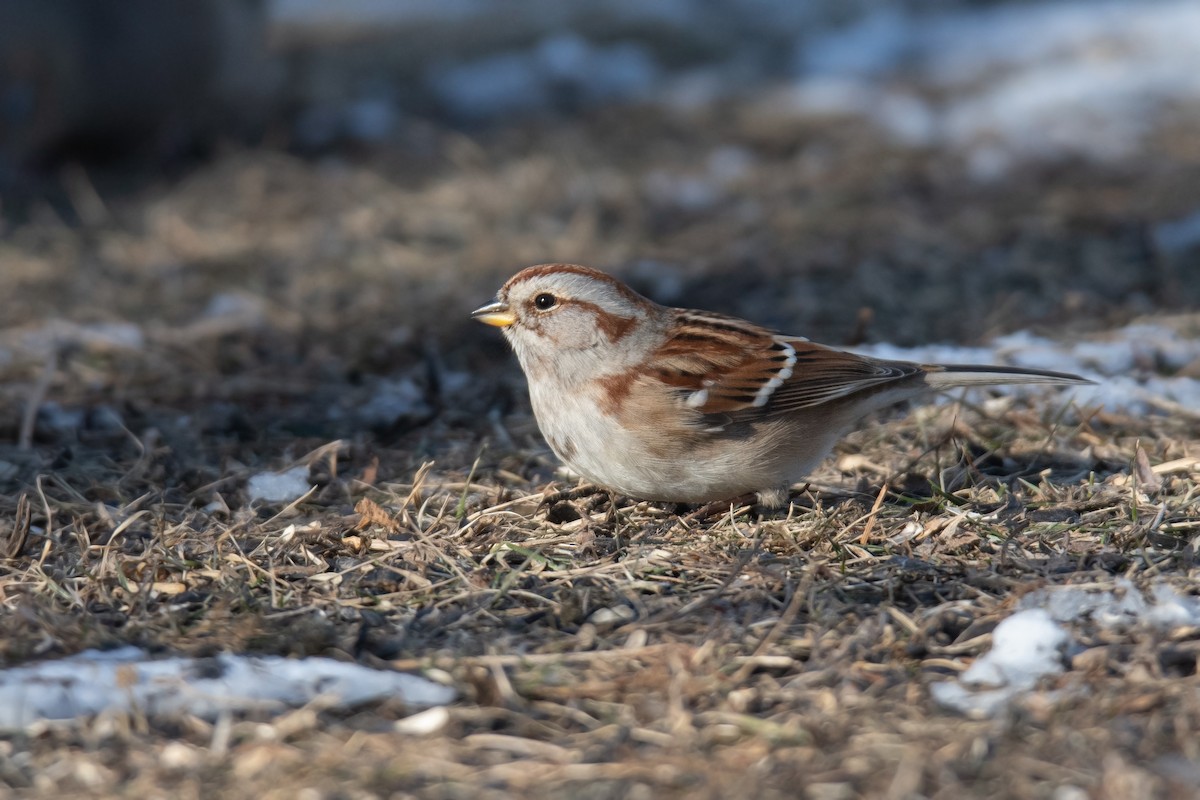 American Tree Sparrow - ML629132934