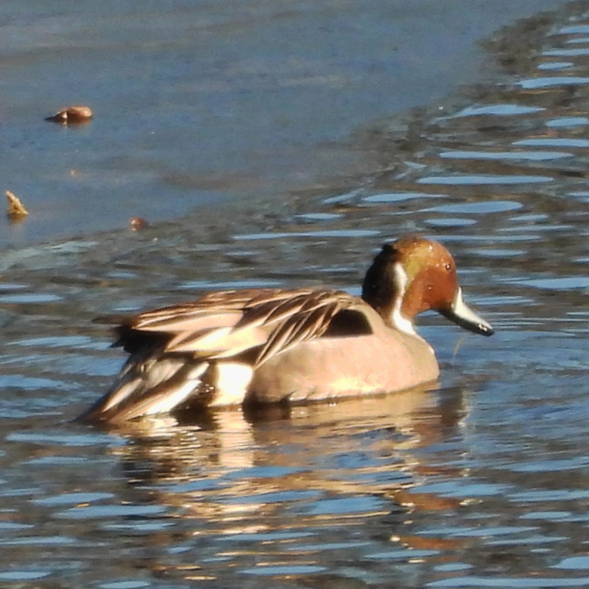 Northern Pintail - ML629132976