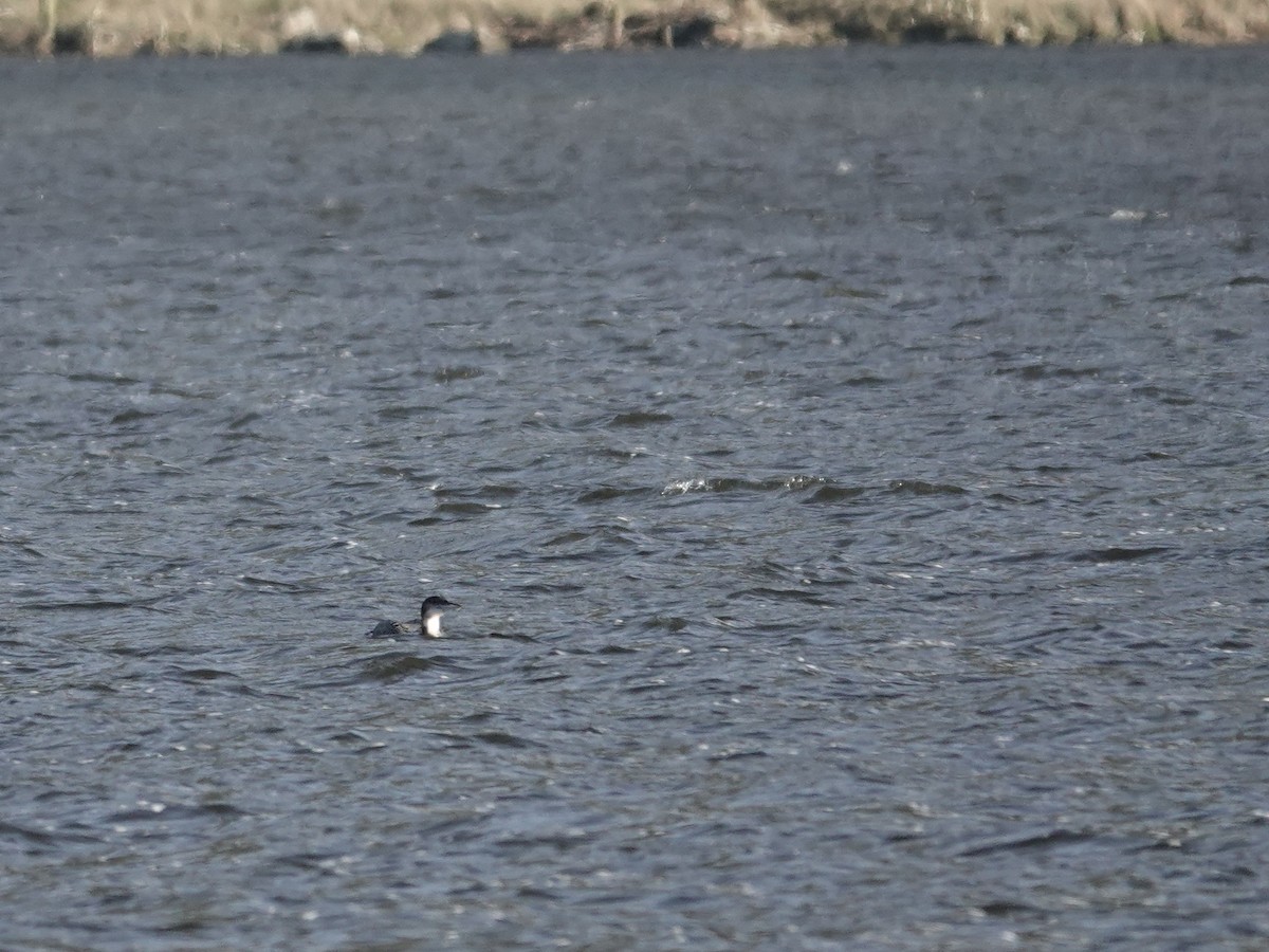 Common Loon - ML629132978