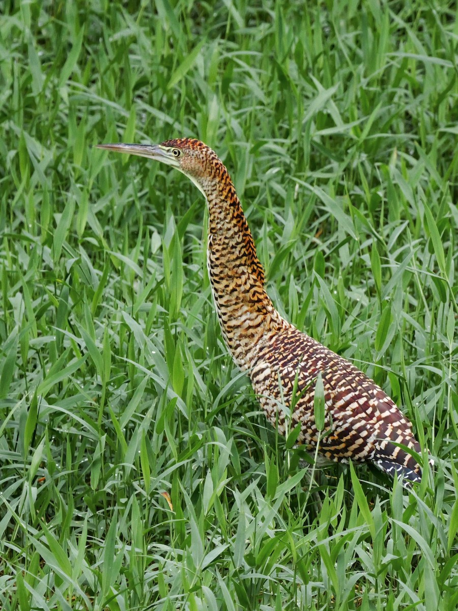 Bare-throated Tiger-Heron - ML629132995