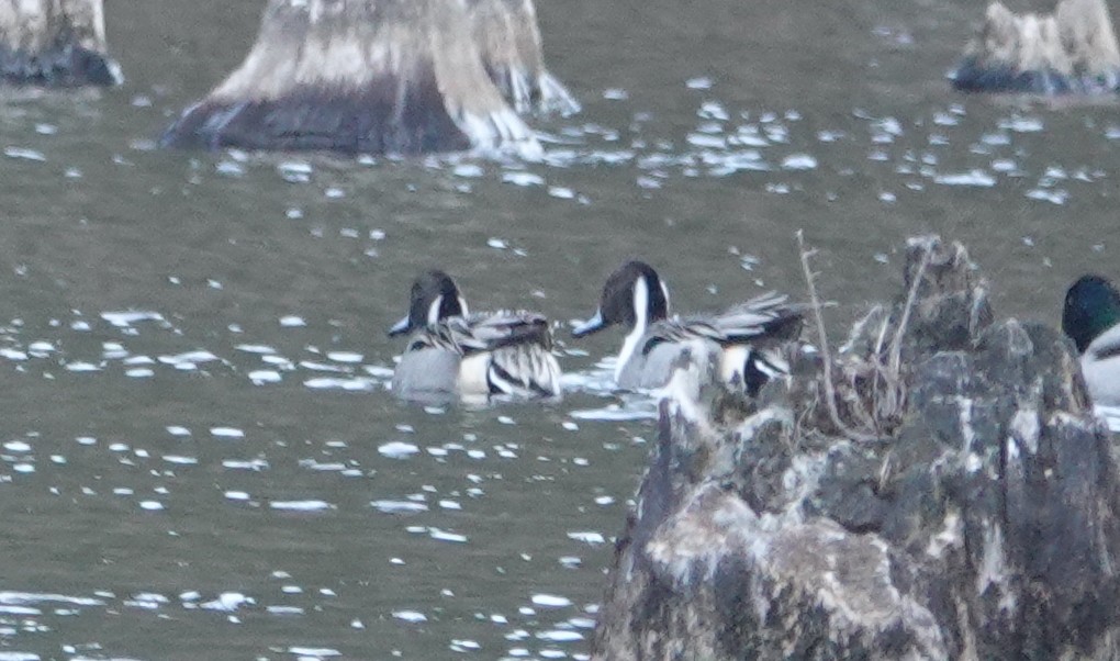 Northern Pintail - ML629133002